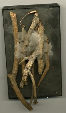 Three Simple Eyes Of The Insect Ancestor