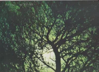There's A Light Beyond These Woods