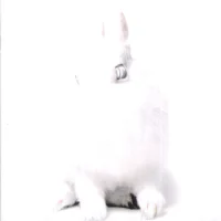 White Lies