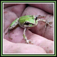 2021 Monthly Digital Single: Legends Of Frogtown [February]