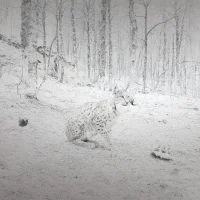 Lynx