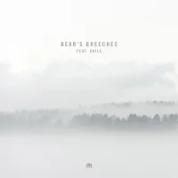 Bear's Breeches