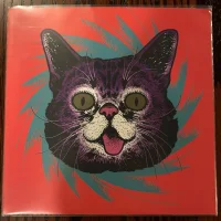 Lil Bub: The Band