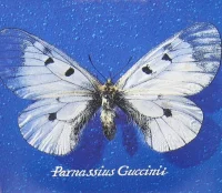 Parnassius Guccinii