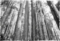 Convergence