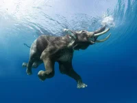 Early Plunges