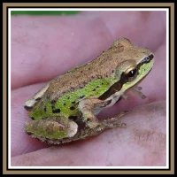 2021 Monthly Digital Single: Legends Of Frogtown [March]