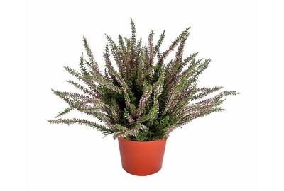 Эрика (вереск) куст большой (пластик) нежно-розовый 35 см