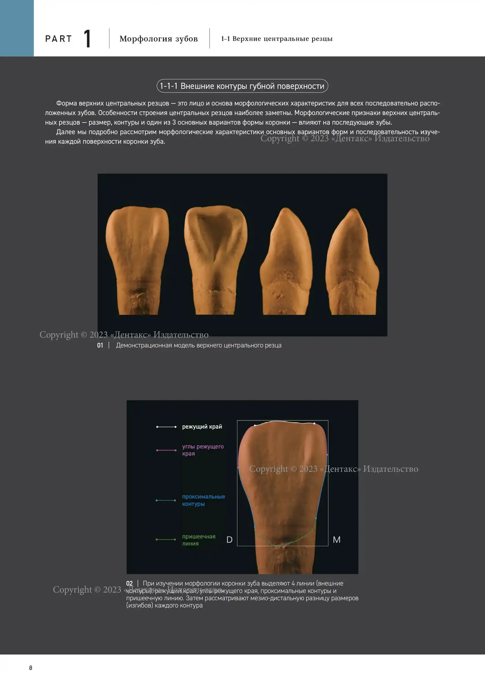 Морфология зубов 1. The Ultimate Guide to Tooth Morphology. Автор: Вакита Дайю