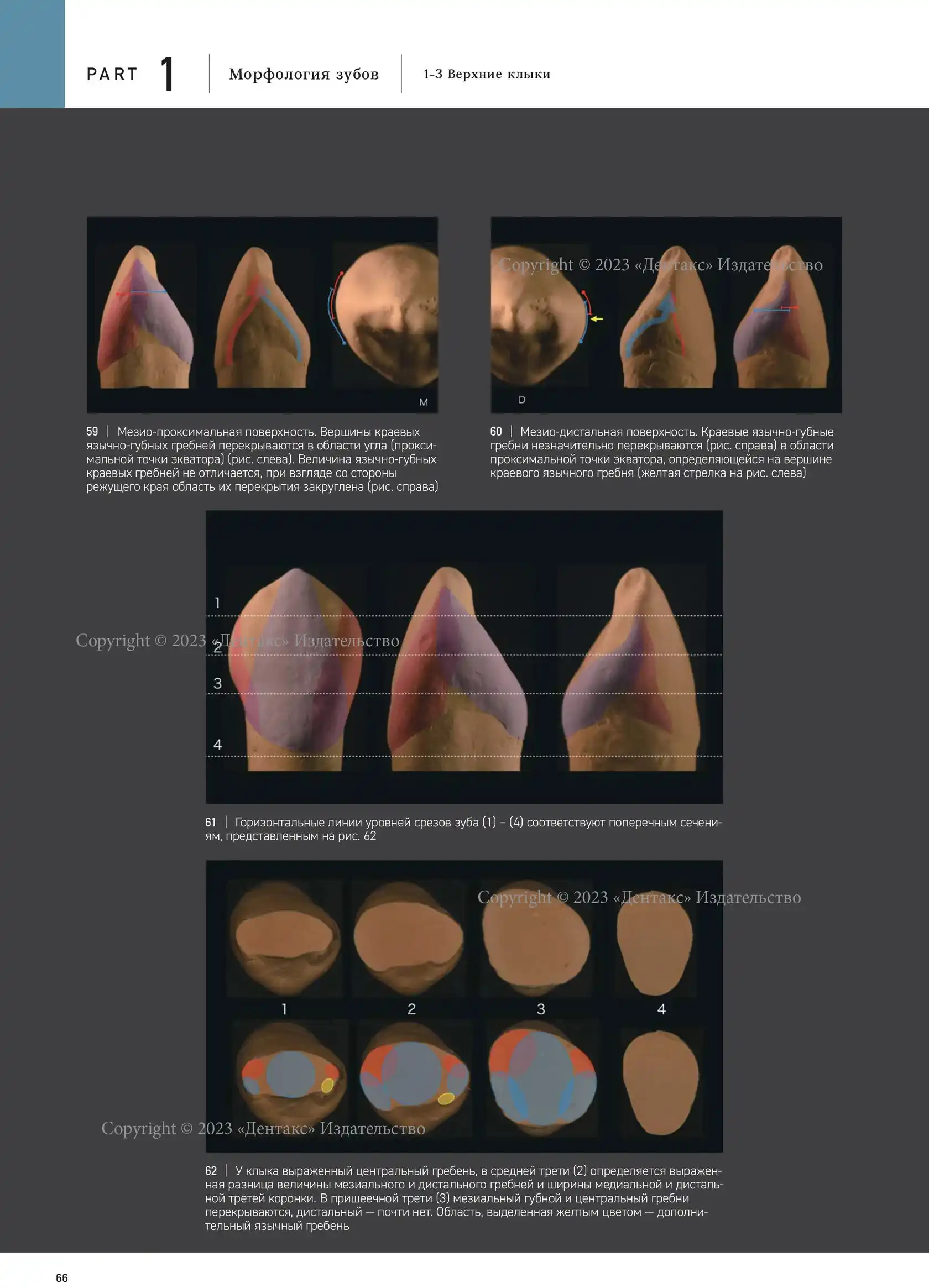 Морфология зубов 1. The Ultimate Guide to Tooth Morphology. Автор: Вакита Дайю