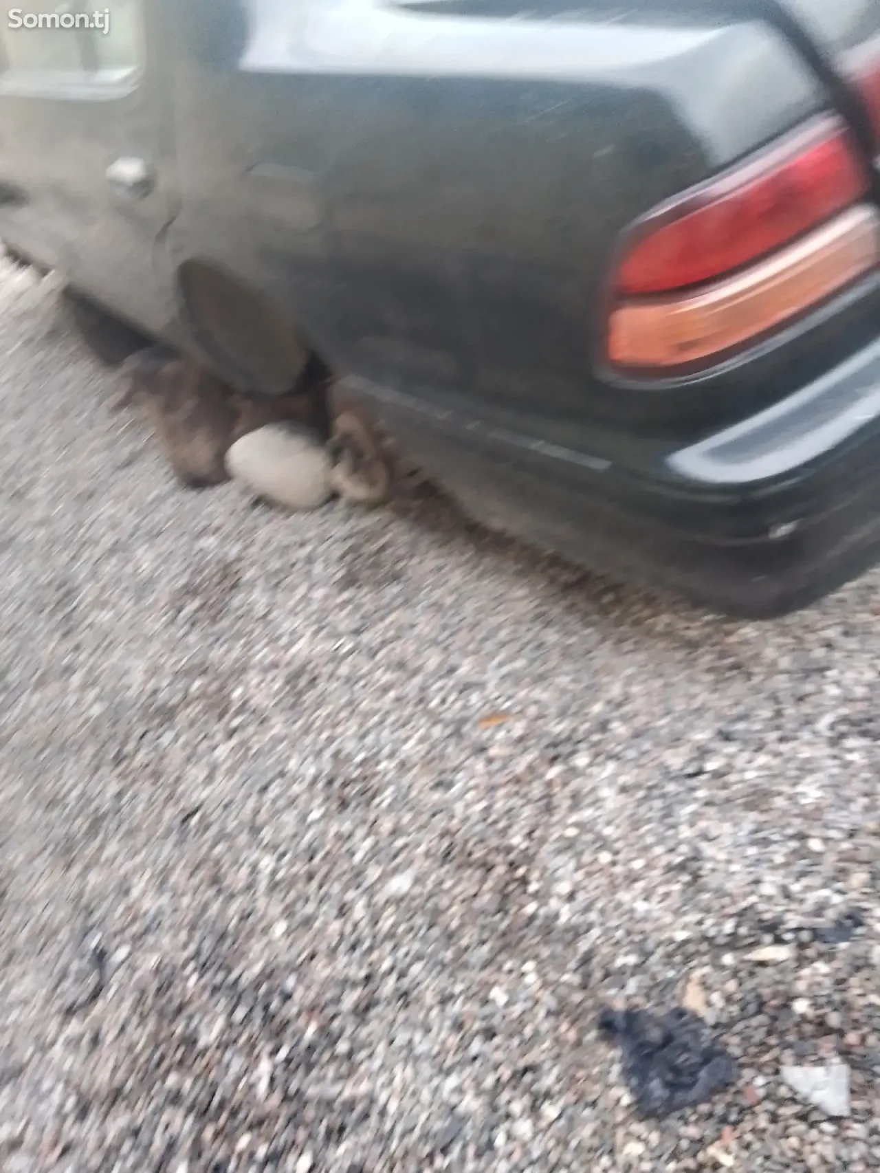 Nissan Maxima 1995 · 2.0 AT