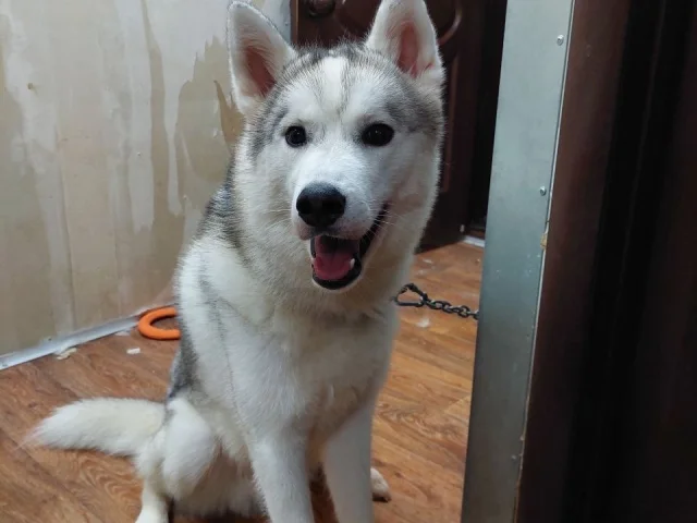 Фото: Продам щенка хаски, 8 месяцев. Зовут Фокс 🐺
