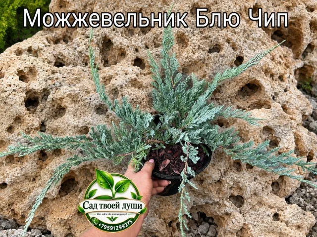 Фото: 🌿 МОЖЖЕВЕЛЬНИК «БЛЮ ЧИП»