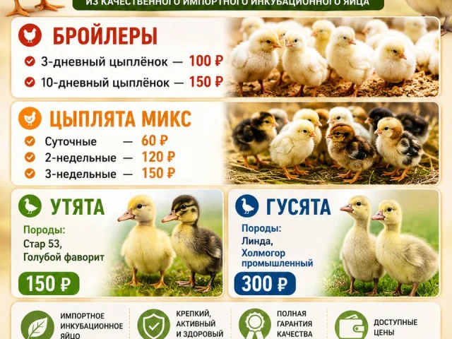 Фото: 🐥 ОТКРЫТА ЗАПИСЬ НА МОЛОДНЯК! 🐥