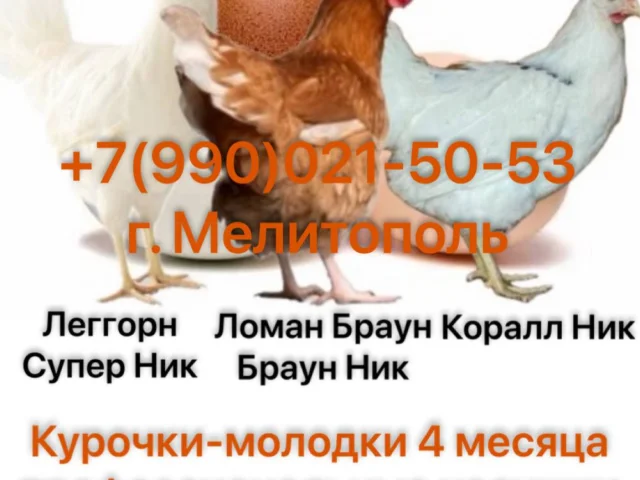 Фото: 650₽- молодые курочки