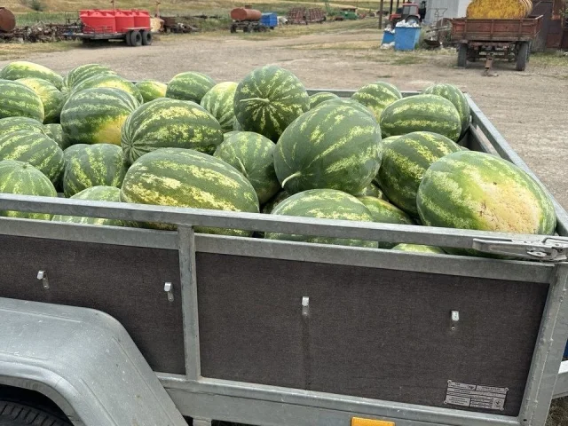Фото: В наличии арбуз с поля. Юрьевка. Продажа от 100кг . Цена 40р /кг. Самовывоз