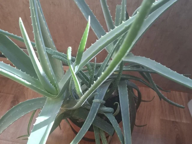 Фото: Продам алоэ