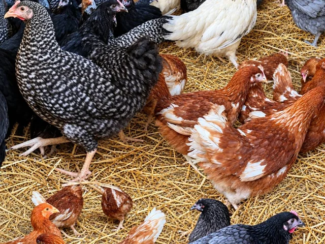 Фото: ПРОДАЮ КУР-НЕСУШЕК! 🥚