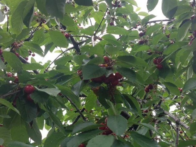 Фото: Продам вишню ,кисло-сладкая. Цена 300 руб. кг