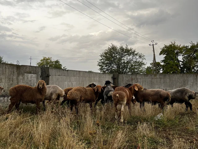 Фото: ПРОДАМ ХОРОШИХ БАРАНОВ🐑🔥