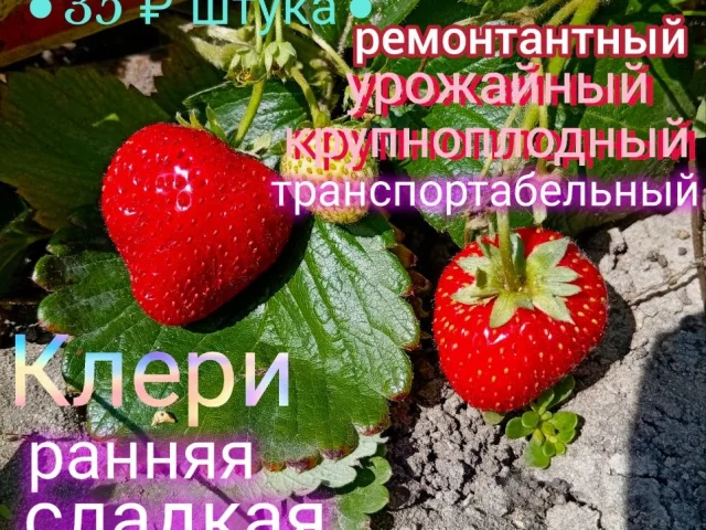Фото: Готовы к продаже саженцы🌱🪴!!!!
