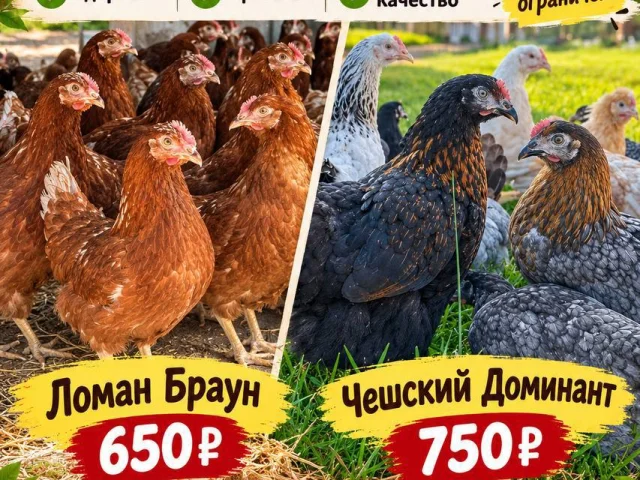 Фото: КУРОЧКА-МОЛОДКА-НЕСУШКА