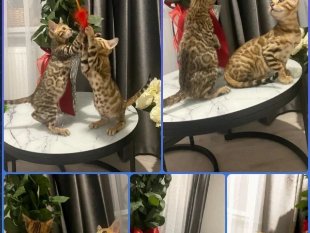 Фото: В продаже котята бенгальской породы, Шоу Класса, мальчики и девочки, приезжайте, выбирайте, бронируйте,.2.5 месяца