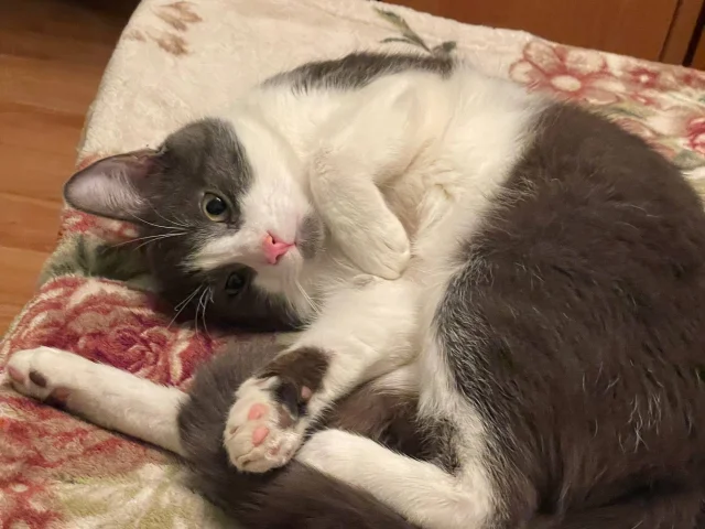 Фото: Отдам бесплатно кота в хорошие руки. Котику год, не кастрированный, приучен к лотку, не породистый