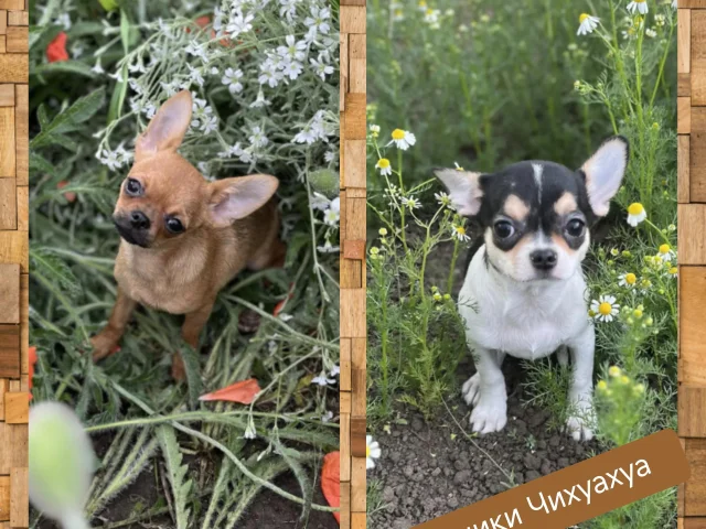 Фото: Щенки Чихуахуа, девочки. Продажа. Привиты, ветеринарный паспорт. Все обработки по возрасту. Социализированы (не дикие), 
