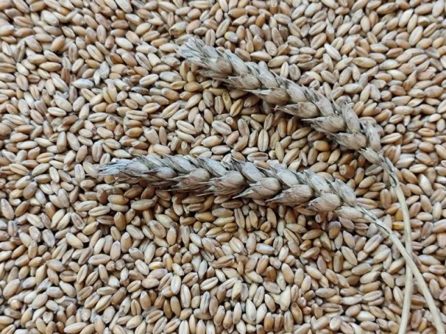Фото: Продаю отличную пшеницу! 🌾 Цена 10 тысяч рублей. Находится в Скадовске