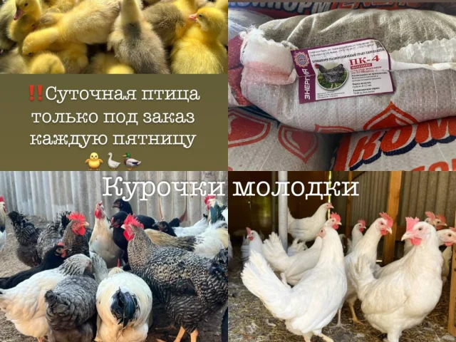 Фото: 🚨В наличии и под заказ куры несушки и другая с/х птица