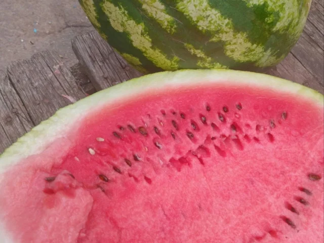 Фото: 🍉 АРБУЗ с поля оптом 15 р/кг. Объем договорной