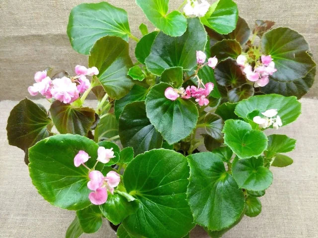 Фото: 🌿Продам растения🌿Бегония вечноцветущая махровая🌿10 сортов🌿Цветущие кустики🌿250р🌿Донецк🌿Ворошиловский🌿Передам🌿🌿