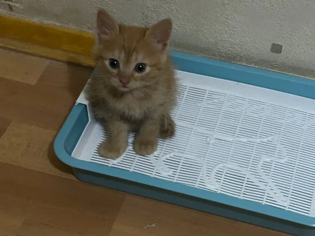 Фото: Отдам котенка в хорошие руки