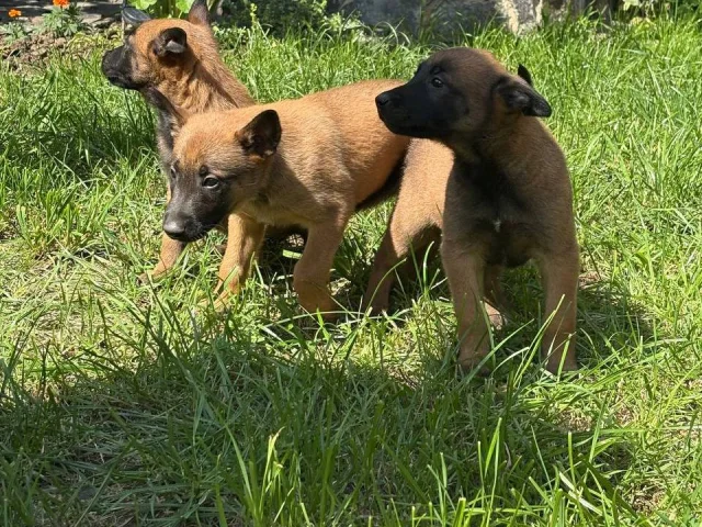 Фото: Продаются прекрасные щенки 🐾Бельгийской овчарки Малинуа,