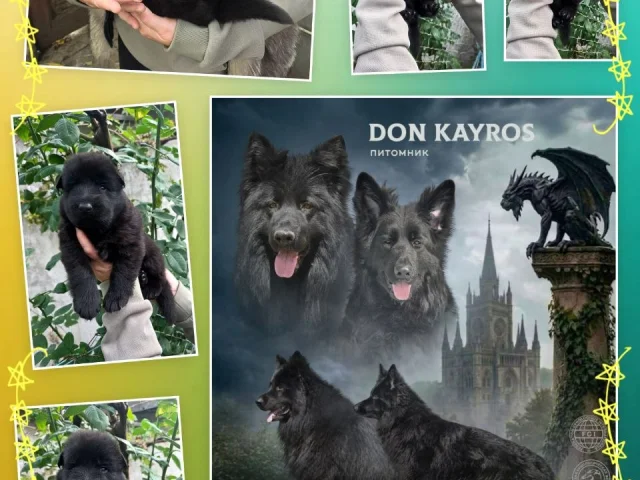 Фото: НЕМЕЦКАЯ ДЛИННОШЁРСТНАЯ ЧЕРНАЯ ОВЧАРКА - 2 кобелька🥰🥰 ОТКРЫТО БРОНИРОВАНИЕ ⚫️ " доминант " - щенки Шоу класса, - интерес