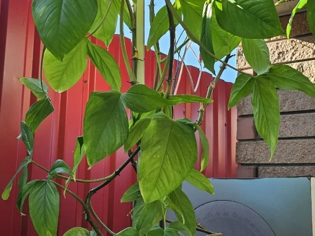Фото: Продам комнатные цветы: