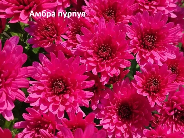 Фото: Макеевка. Продам хризантемы корейские (18 сортов), мультифлора (11 сортов) и астры многолетние (6 сортов) по 200 руб. Вс