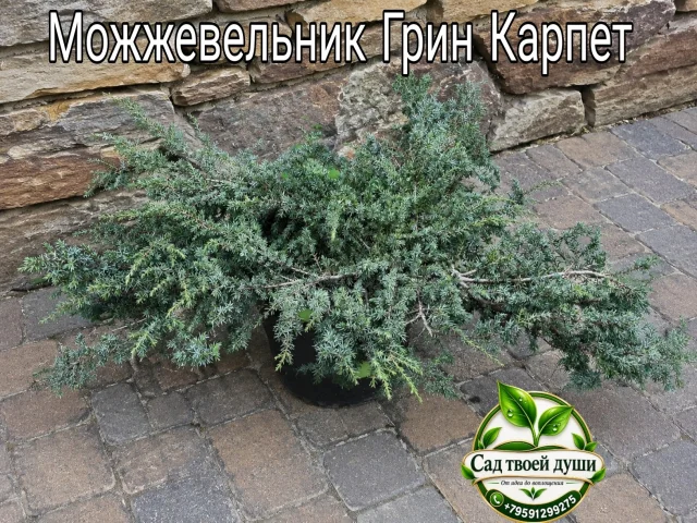 Фото: Можжевельник Грин Карпет