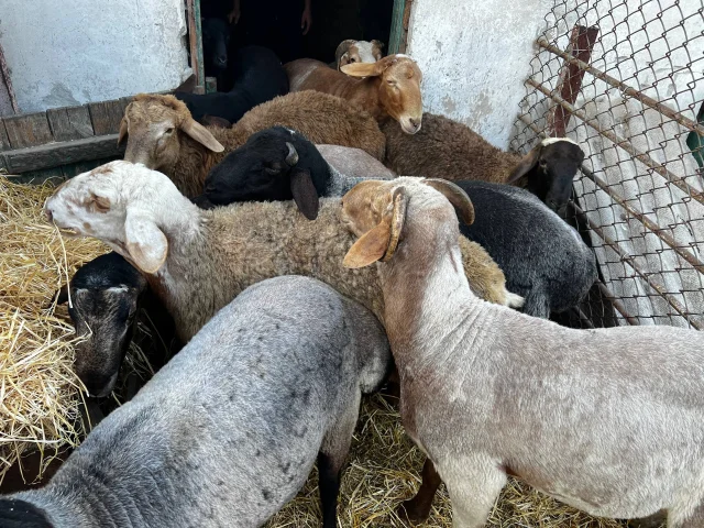 Фото: Продам Баранов