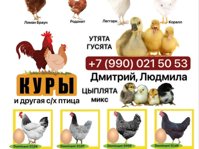 Фото: ‼️РЕАЛИЗУЕМ КУР НЕСУШЕК