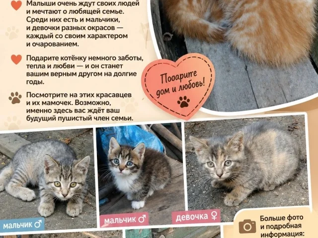 Фото: 🐾 КОТЯТА ИЩУТ ДОМ! 🐾