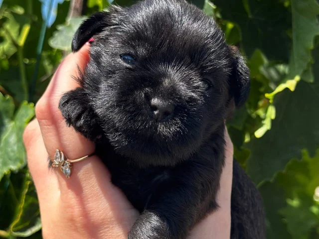Фото: 🥰🥰ПРОДАЖА🥰🥰