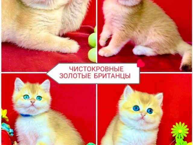Фото: ЧИСТОКРОВНЫЕ КРАСИВЕЙШИЕ ЗОЛОТЫЕ БРИТАНЦЫ с документами клуба