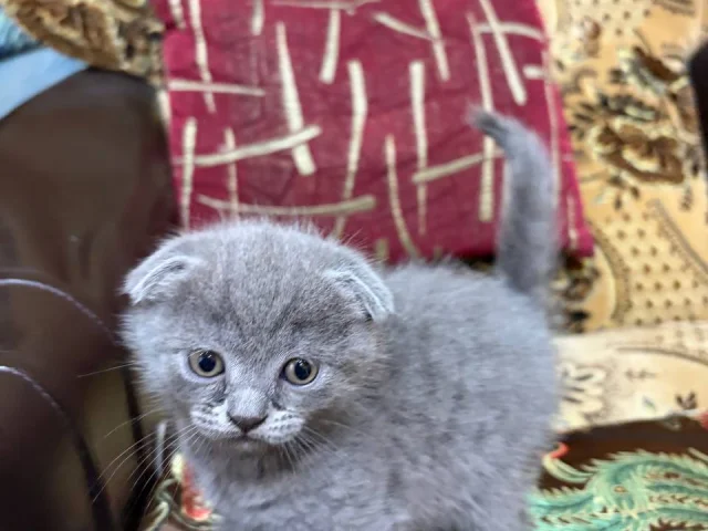 Фото: Британские короткошёрстные котята цена 8000₽. Есть доставка по лнр