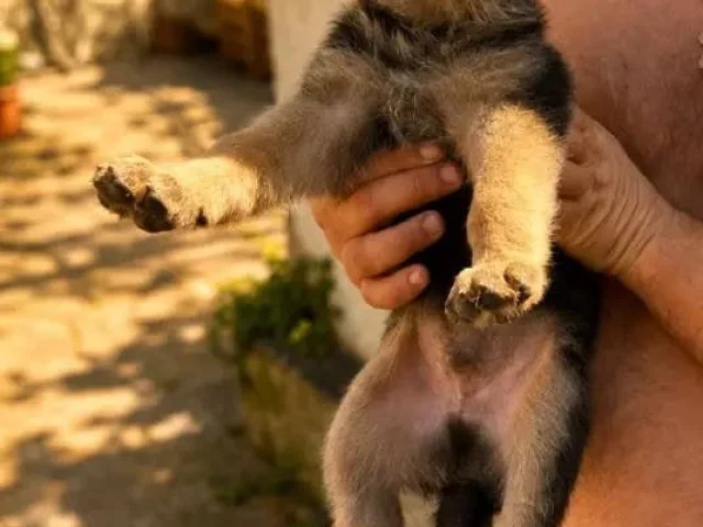Фото: 🐶Продам щенков немецкой овчарки