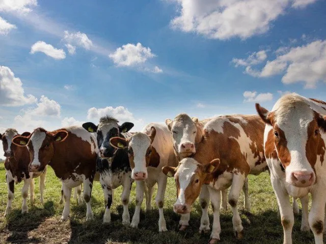 Фото: закупаем крупный рогатый скот🐂