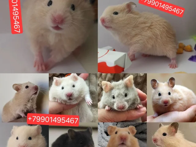 Фото: малыши сирийских хомячков 🐹. 100-150 ₽