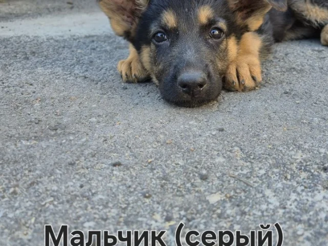 Фото: Успейте забронировать  щенков немецкой овчарки, рождённые 19.06.2026г