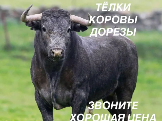 Фото: ЗАКУПКА К Р С